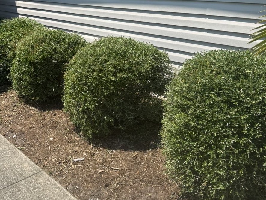 Same hedges tightly trimmed into clean rounded shapes — Wilmington NC